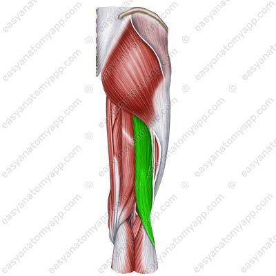 Zweiköpfiger Oberschenkelmuskel (m. biceps femoris)